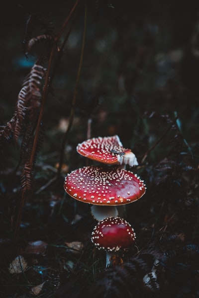 特写摄影的红蘑菇白天
